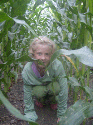 more corn...